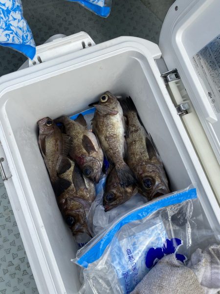 リトルワン 釣果