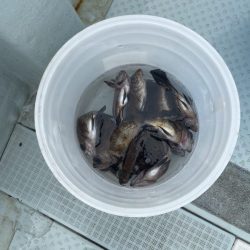 リトルワン 釣果