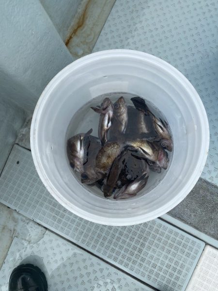 リトルワン 釣果