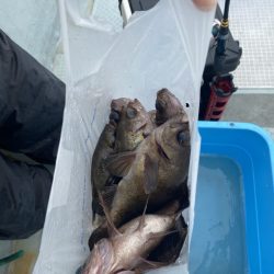 リトルワン 釣果