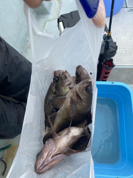 リトルワン 釣果