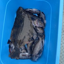 リトルワン 釣果