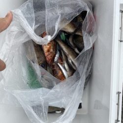 リトルワン 釣果