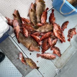 リトルワン 釣果