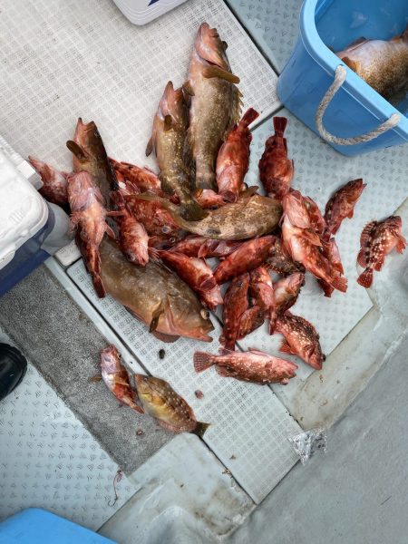 リトルワン 釣果