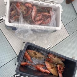 リトルワン 釣果