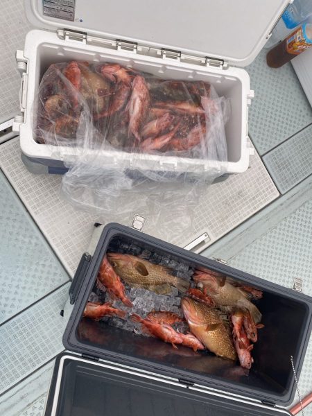 リトルワン 釣果