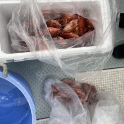 リトルワン 釣果