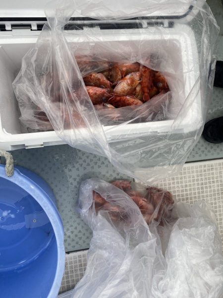 リトルワン 釣果