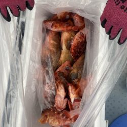 リトルワン 釣果