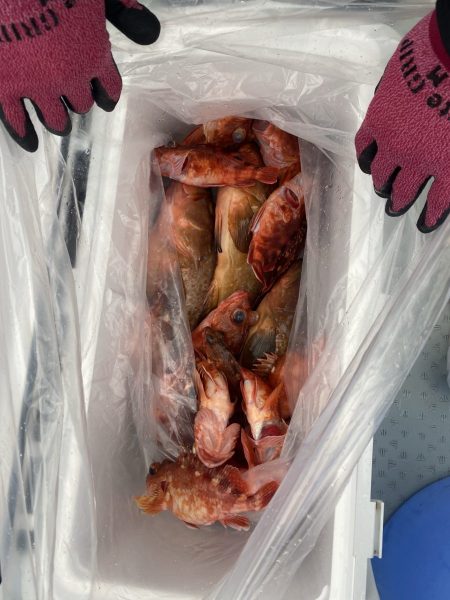 リトルワン 釣果