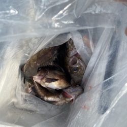 リトルワン 釣果