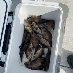 リトルワン 釣果