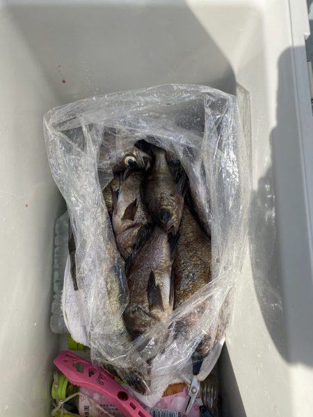 リトルワン 釣果