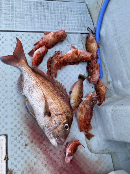 リトルワン 釣果