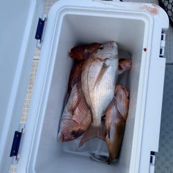 リトルワン 釣果