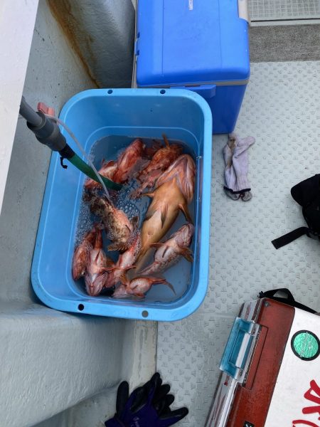 リトルワン 釣果