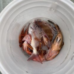 リトルワン 釣果