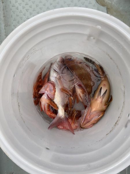 リトルワン 釣果