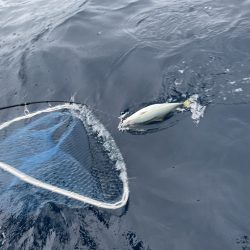 松鶴丸 釣果