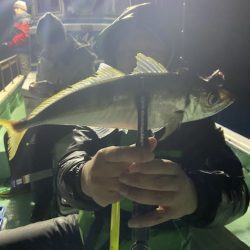 シードリーム 釣果