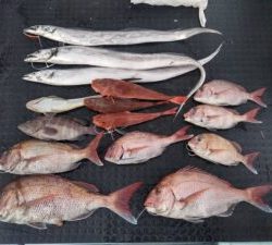 東京湾探釣隊ぼっち 釣果