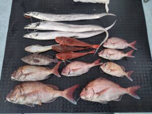 東京湾探釣隊ぼっち 釣果