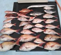 東京湾探釣隊ぼっち 釣果