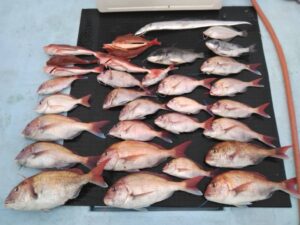 東京湾探釣隊ぼっち 釣果