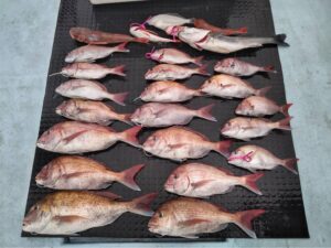 東京湾探釣隊ぼっち 釣果