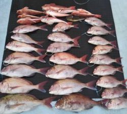 東京湾探釣隊ぼっち 釣果