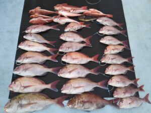 東京湾探釣隊ぼっち 釣果