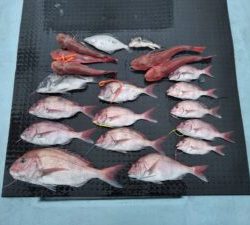 東京湾探釣隊ぼっち 釣果