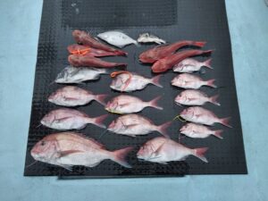 東京湾探釣隊ぼっち 釣果