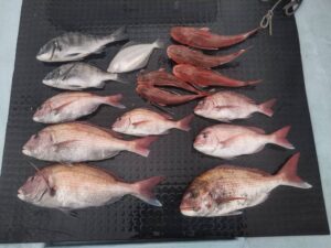 東京湾探釣隊ぼっち 釣果