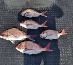 東京湾探釣隊ぼっち 釣果