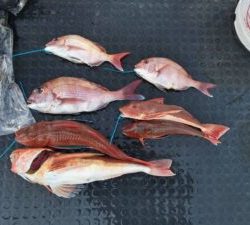 東京湾探釣隊ぼっち 釣果