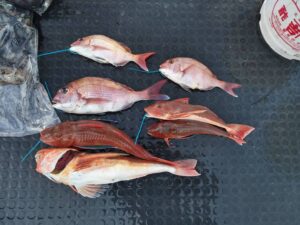 東京湾探釣隊ぼっち 釣果