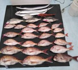 東京湾探釣隊ぼっち 釣果