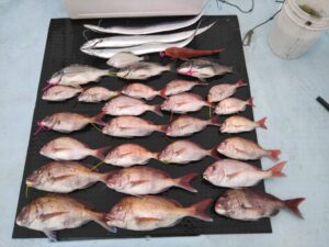 東京湾探釣隊ぼっち 釣果
