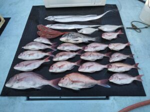 東京湾探釣隊ぼっち 釣果