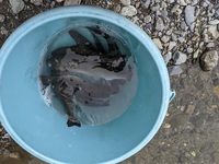 秩父フライフィールド 釣果