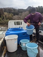 秩父フライフィールド 釣果