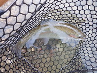 秩父フライフィールド 釣果