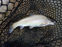 秩父フライフィールド 釣果