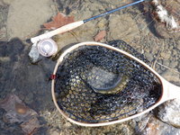 秩父フライフィールド 釣果