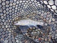 秩父フライフィールド 釣果