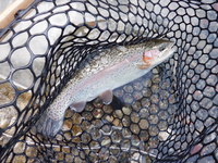 秩父フライフィールド 釣果