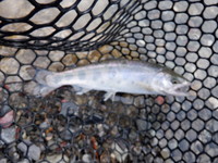 秩父フライフィールド 釣果