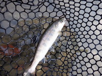 秩父フライフィールド 釣果